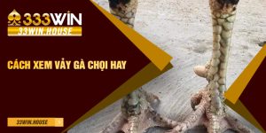 Cách xem vảy gà chọi hay